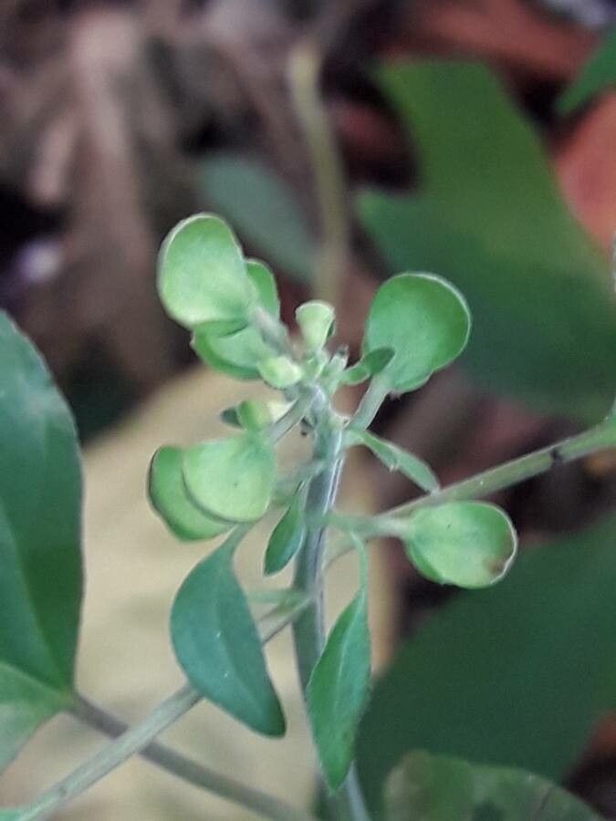 Scutellaria purpurascens flower