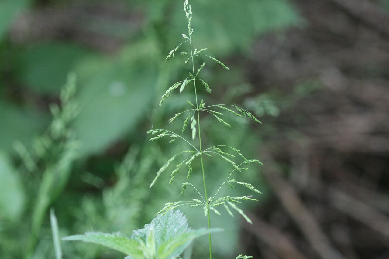 Poa trivialis fruit