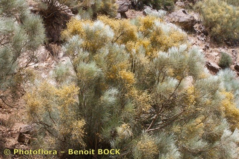 Retama dasycarpa habit