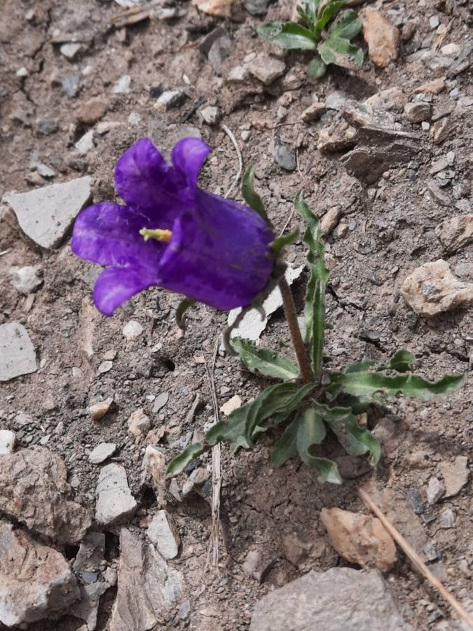 Campanula alpestris habit