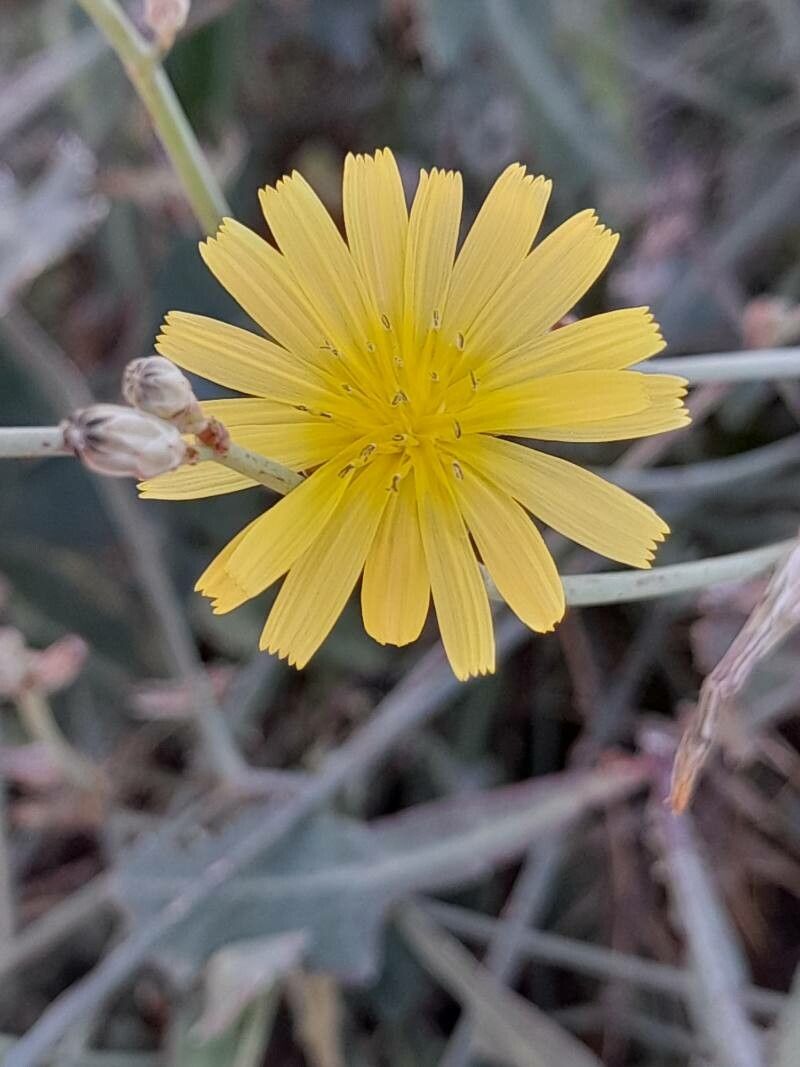 Launaea procumbens flower