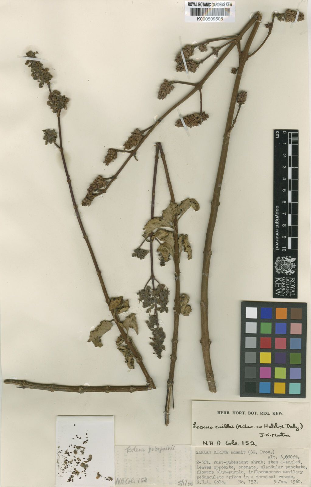 Coleus caillei — search result for 'Coleus'