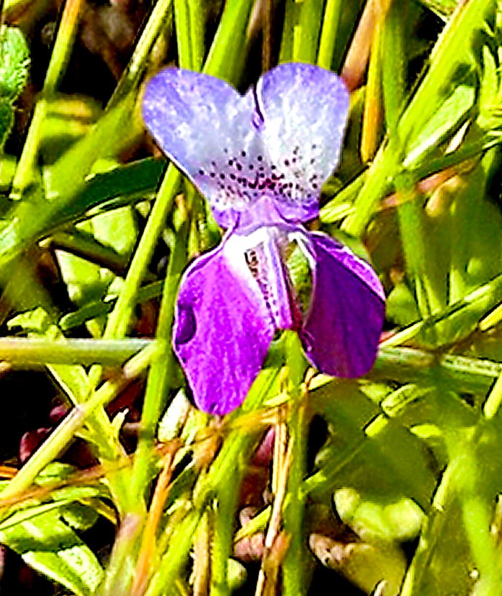 Collinsia sparsiflora — houseplant care guide