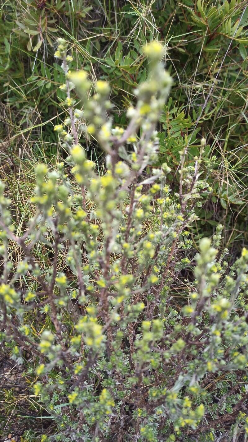 Thymelaea argentata habit