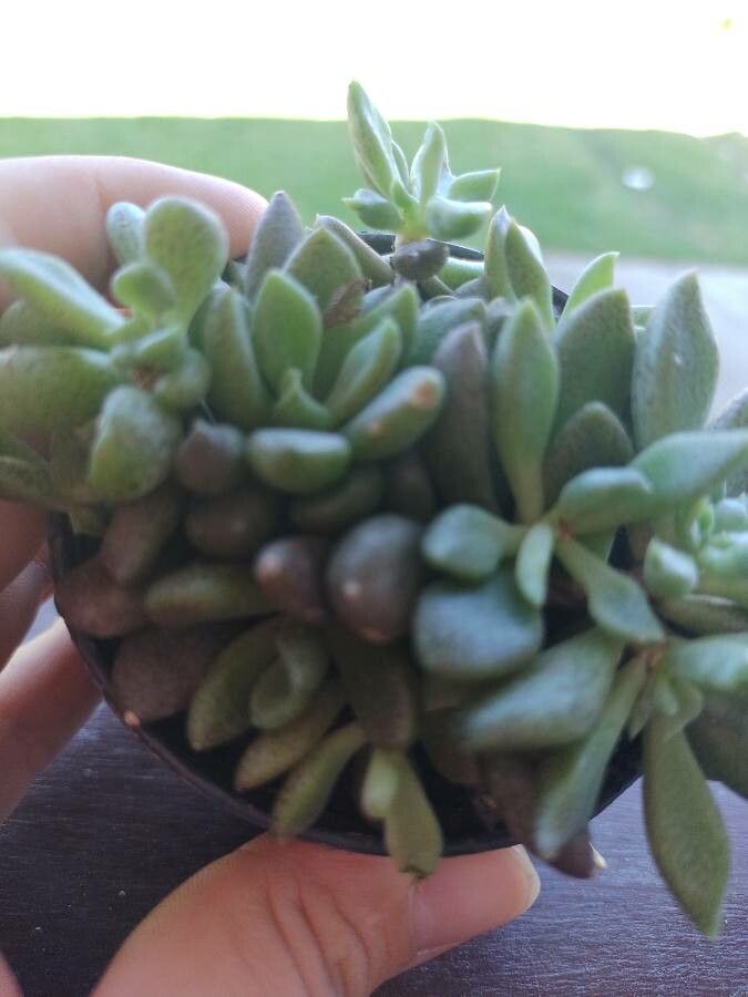 Sinocrassula densirosulata flower