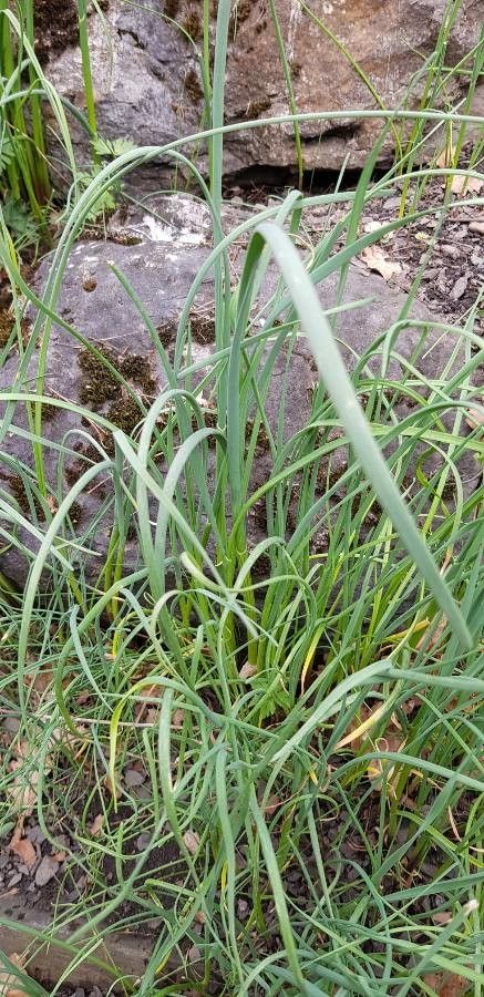 Allium oleraceum — search result for 'Allium'