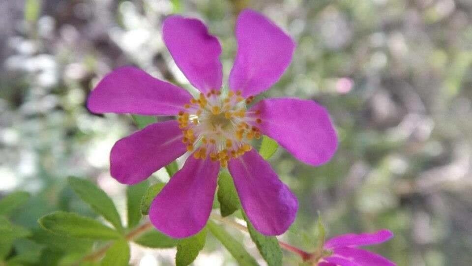 Bauera rubioides flower