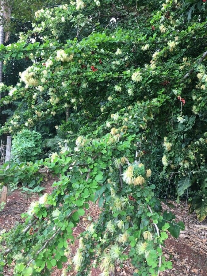 Pithecellobium diversifolium habit