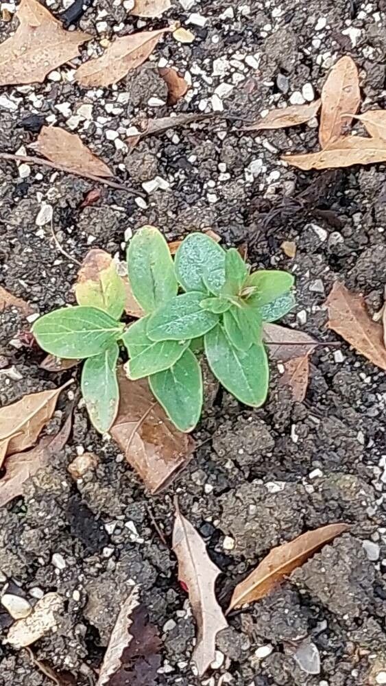 Hypericum bupleuroides — houseplant care guide