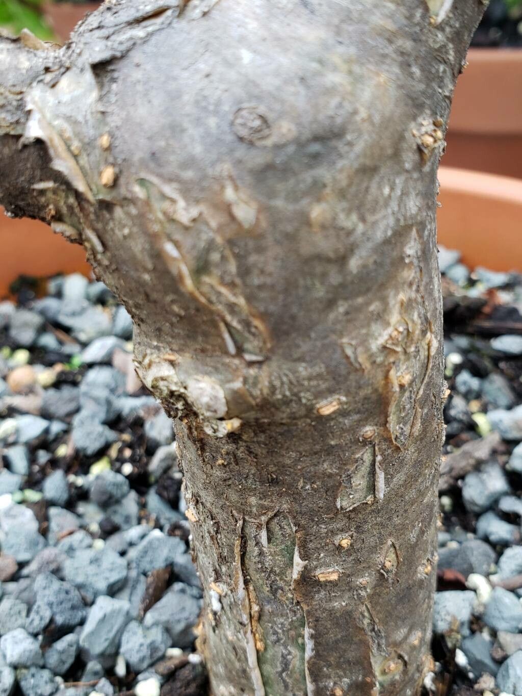 Commiphora lamii bark