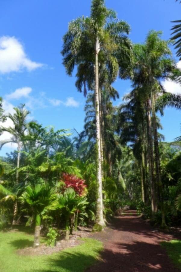 Dypsis madagascariensis bark