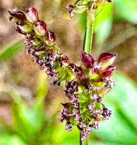 Ischaemum sayajiraoi — houseplant care guide