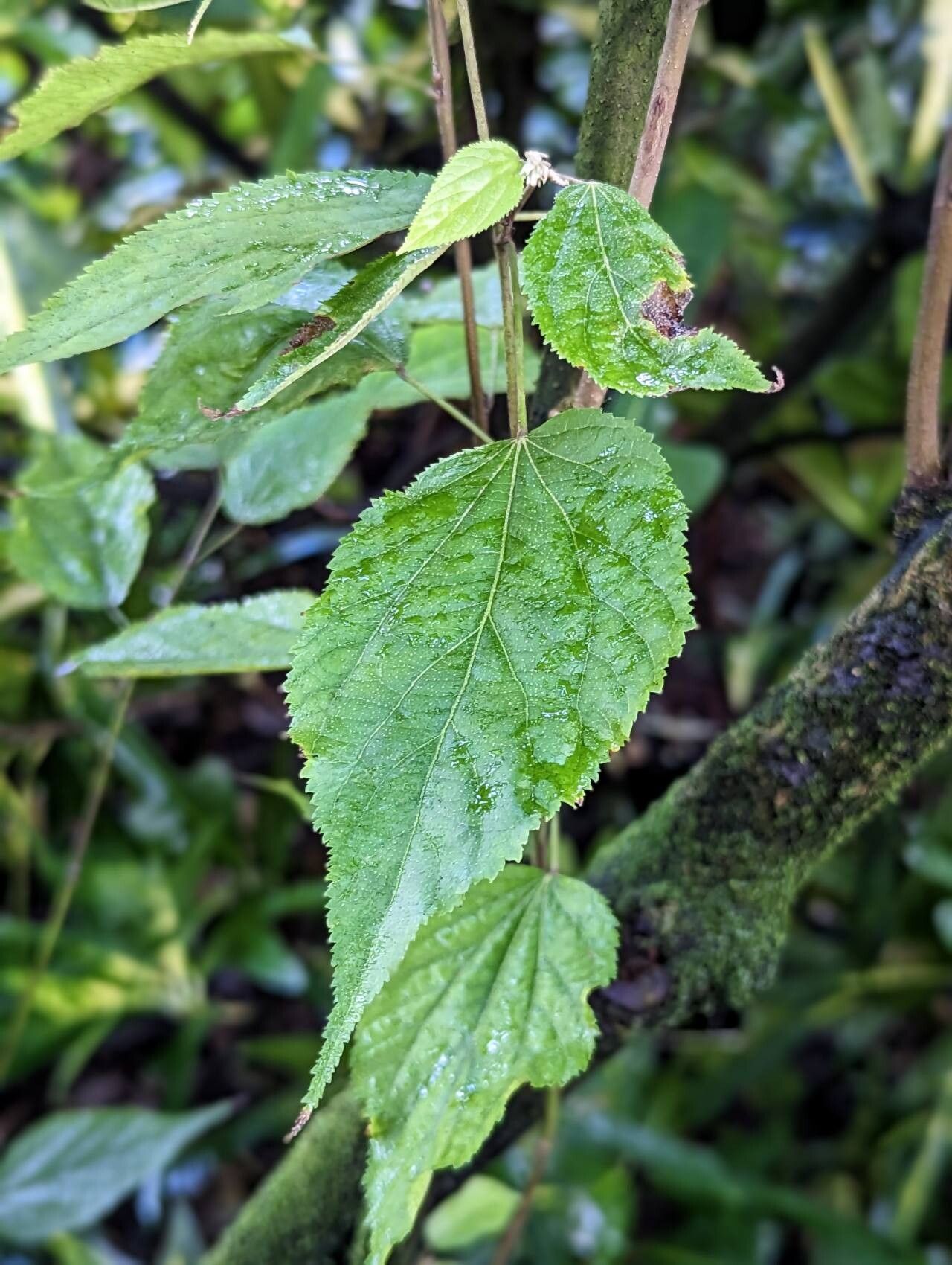 Helicteres macropetala — houseplant care guide