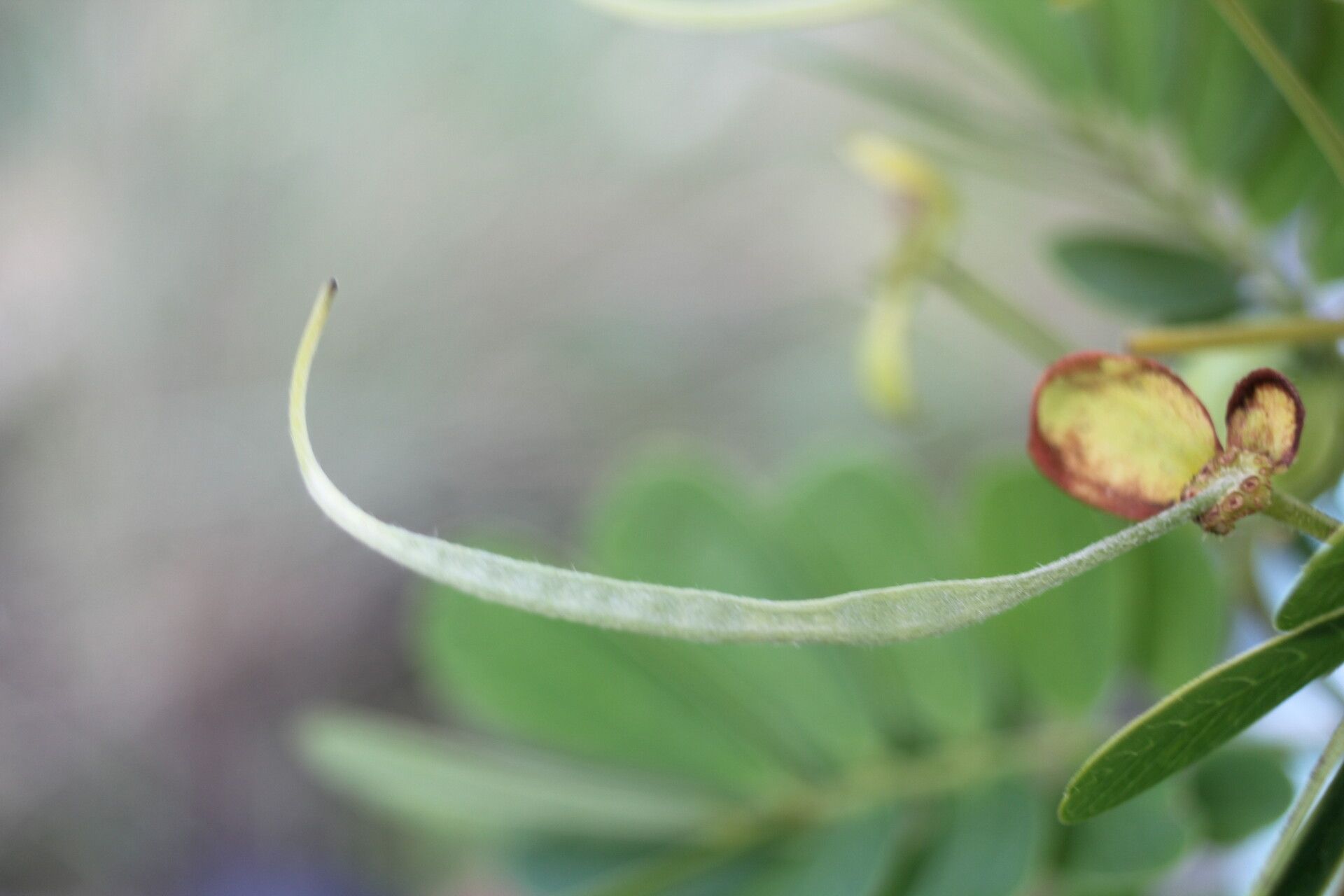 Senna skinneri fruit