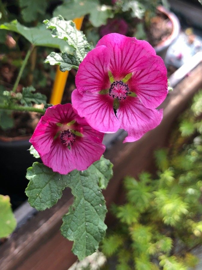 Anisodontea capensis flower