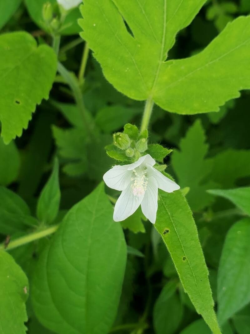Hibiscus lobatus flower