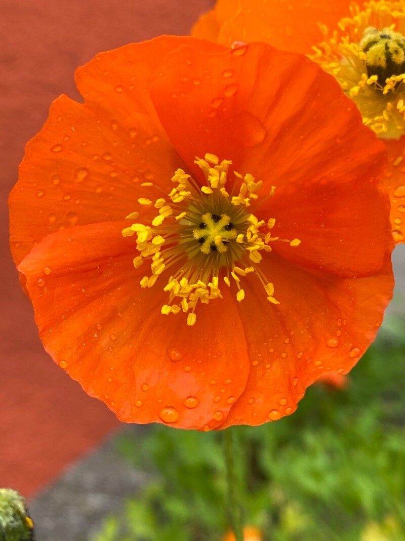 Papaver nudicaule flower