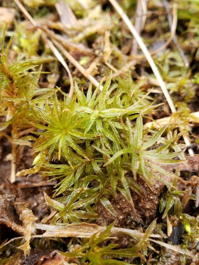 Saxifraga bronchialis — search result for 'Saxifraga'