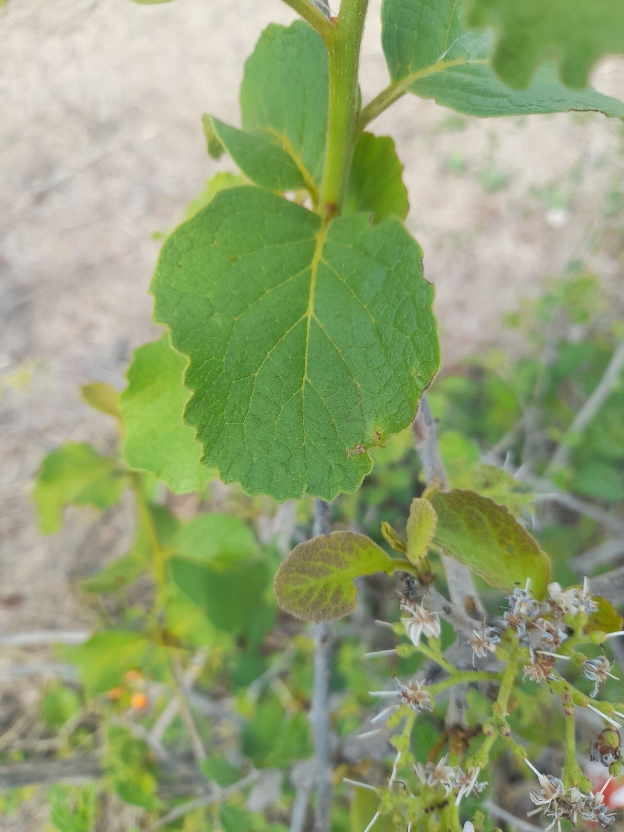 Cordia pilosissima — houseplant care guide