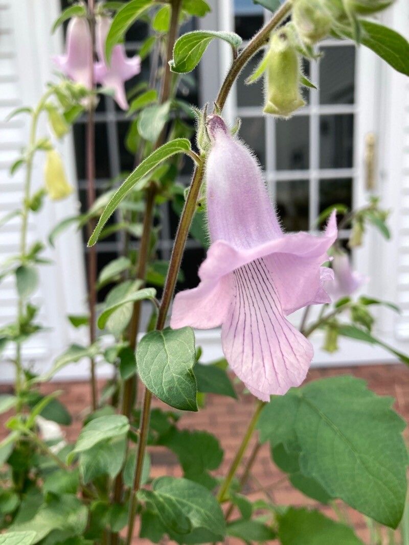 Sesamum trilobum flower