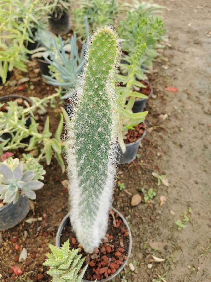 Cleistocactus chrysocephalus — search result for 'Cleistocactus'