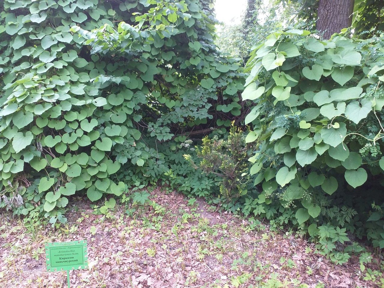 Aristolochia manshuriensis — search result for 'Aristolochia'