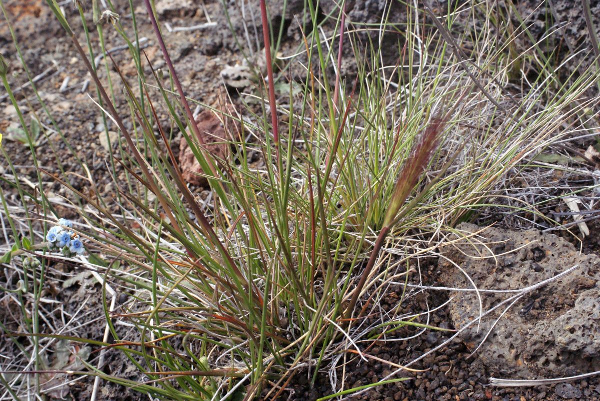 Pennisetum caffrum leaf