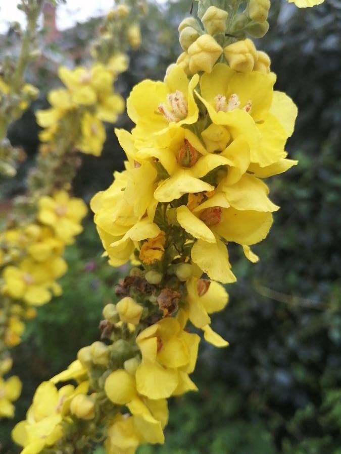 Verbascum speciosum flower