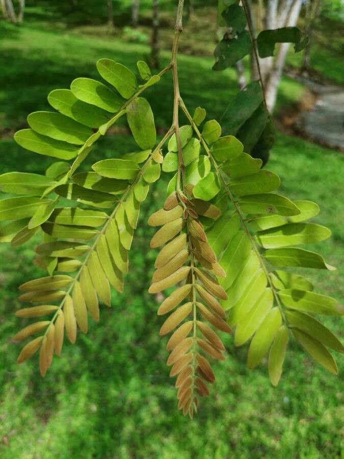 Cassia grandis — search result for 'Cassia'