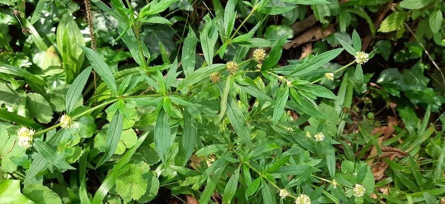 Flaveria trinervia flower