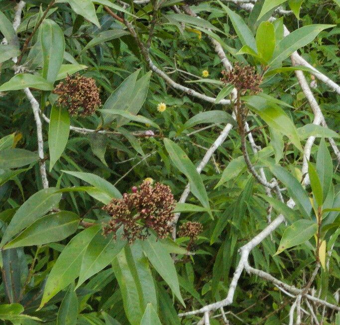 Nuxia verticillata fruit