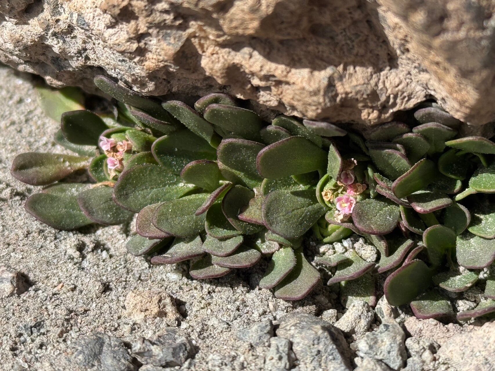 Valeriana paulae — search result for 'Valeriana'