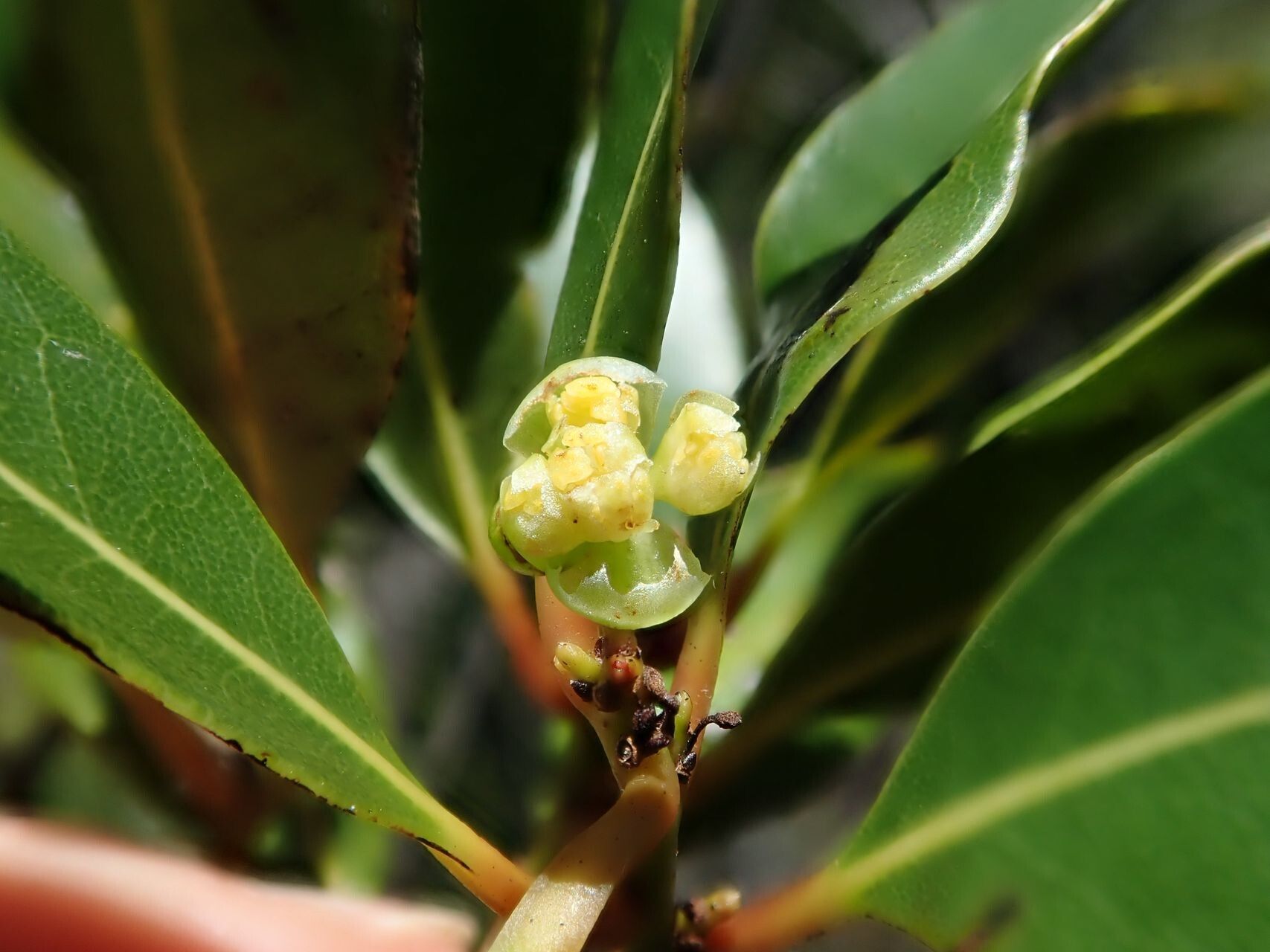 Litsea triflora fruit