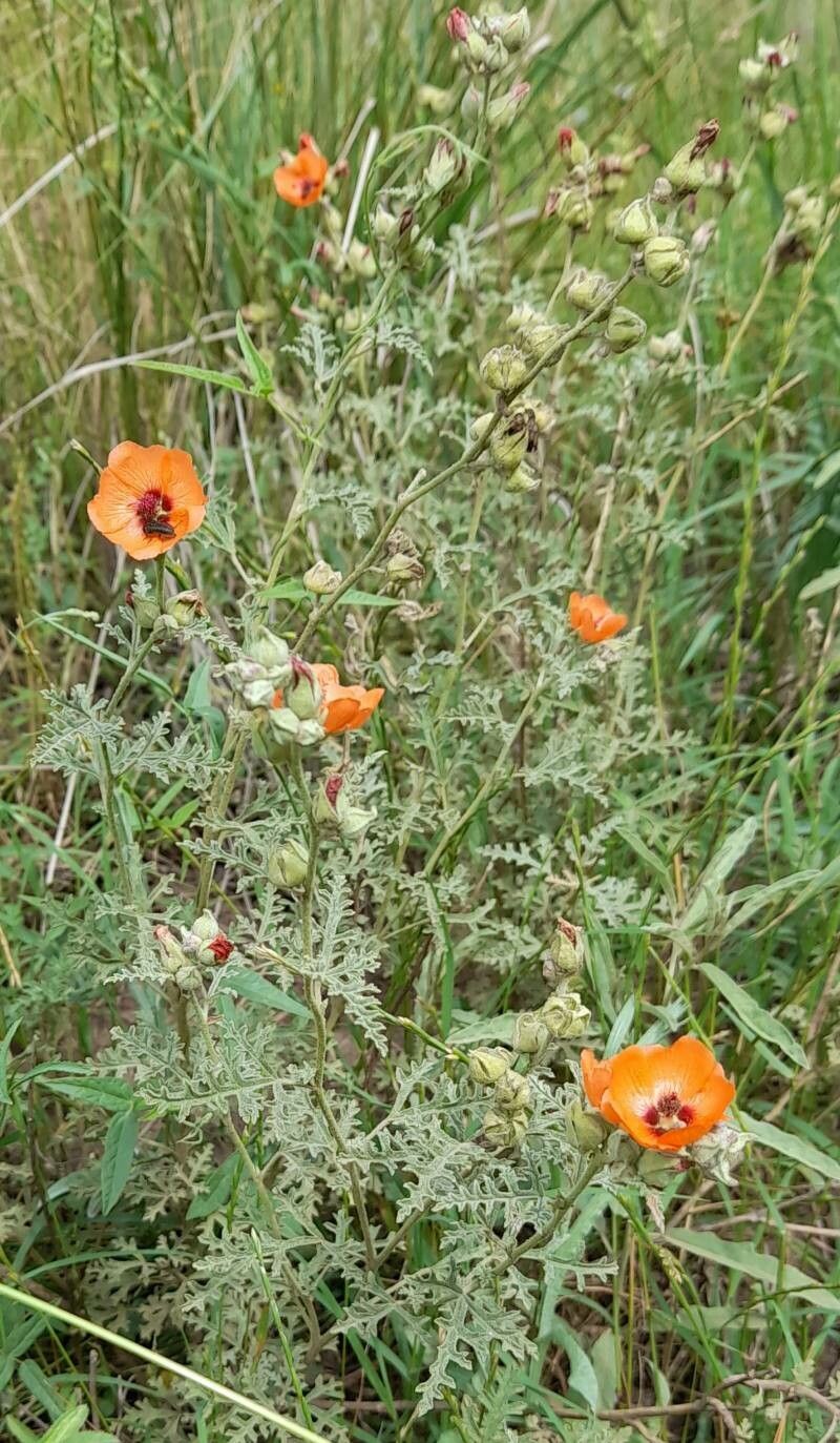Sphaeralcea australis habit