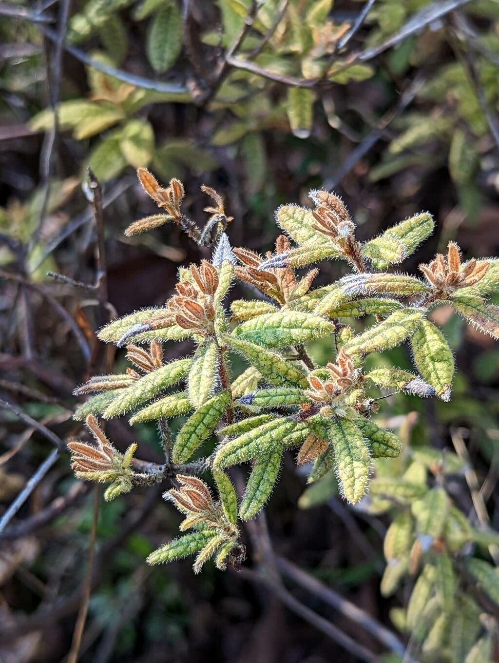 Rhododendron spiciferum — houseplant care guide