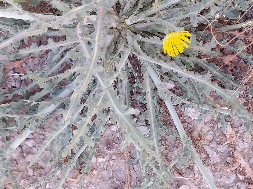 Launaea mucronata — houseplant care guide