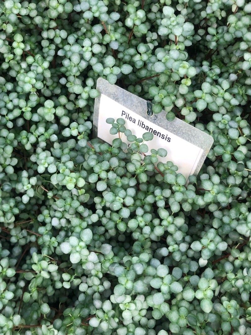 Pilea libanensis