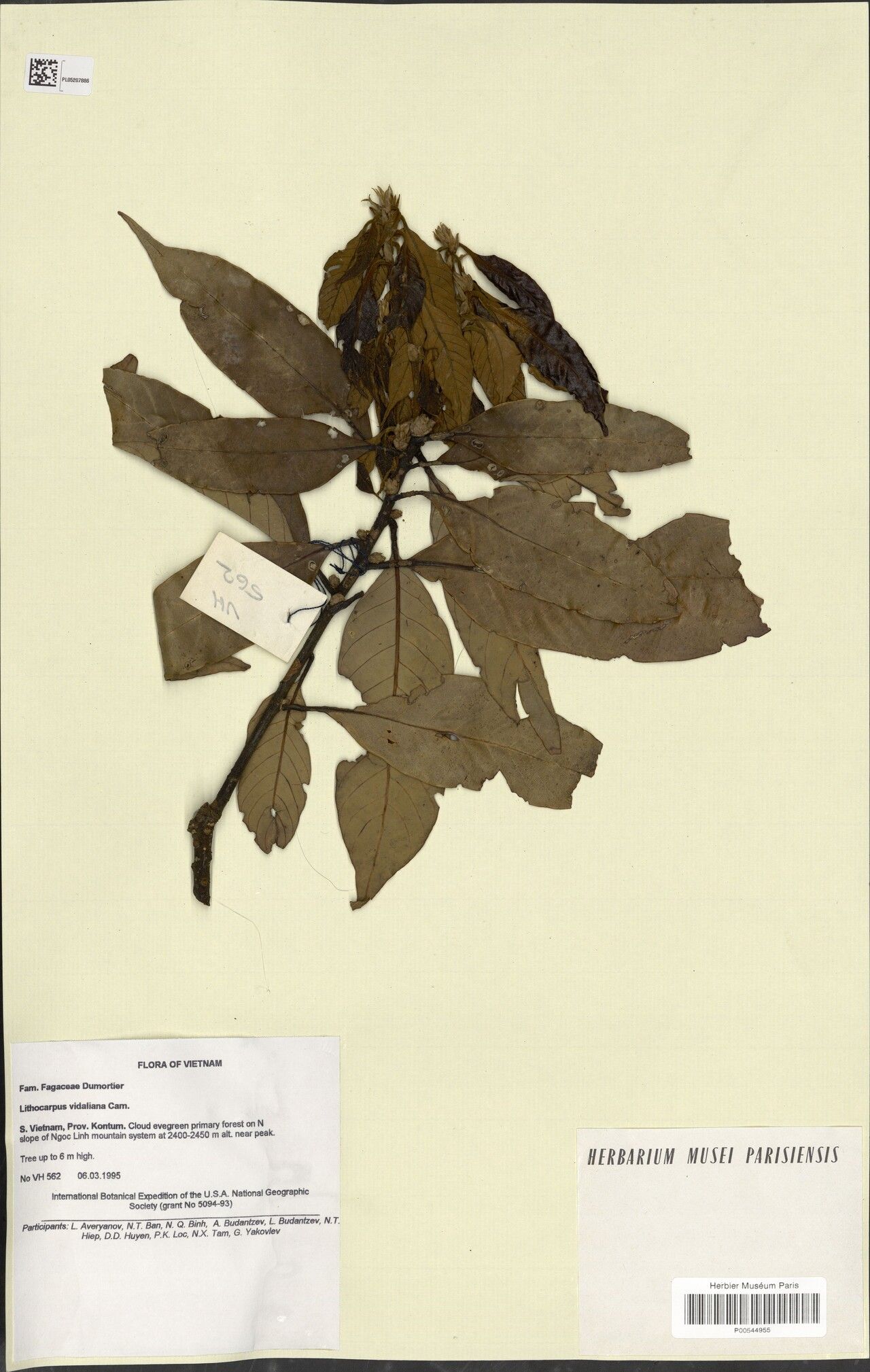 Lithocarpus vidalianus — search result for 'Lithocarpus'