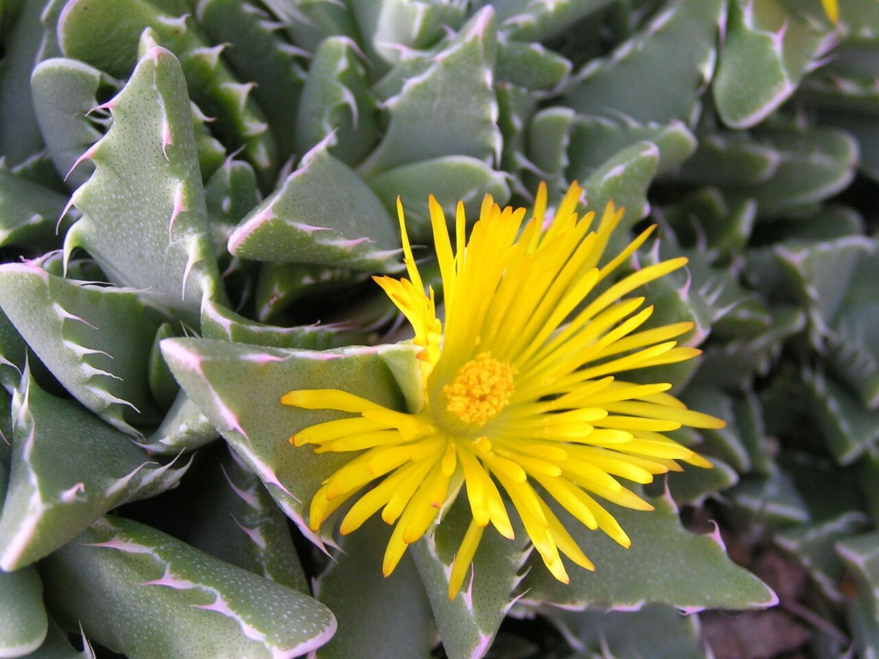 Faucaria subintegra flower