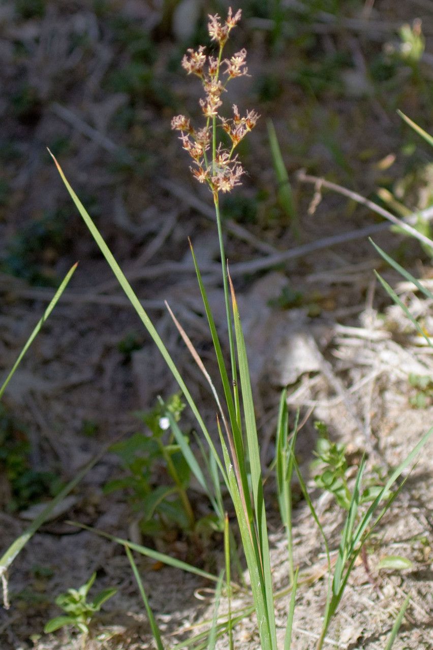 Juncus pictus habit