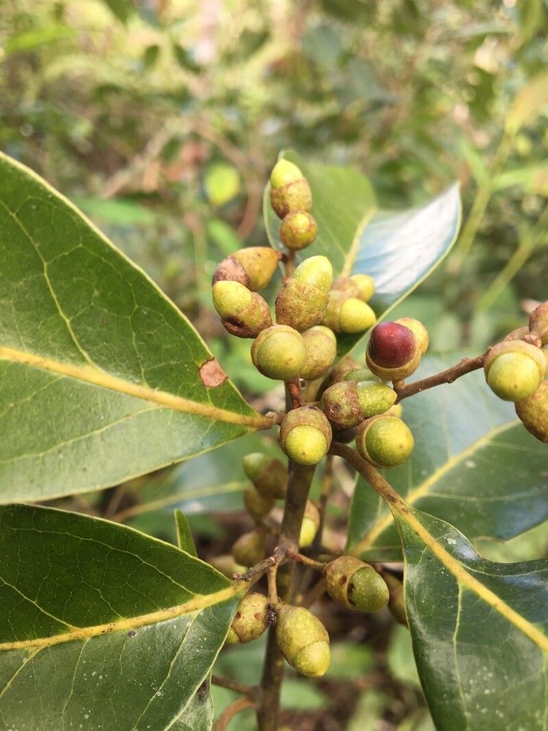 Ocotea notata fruit