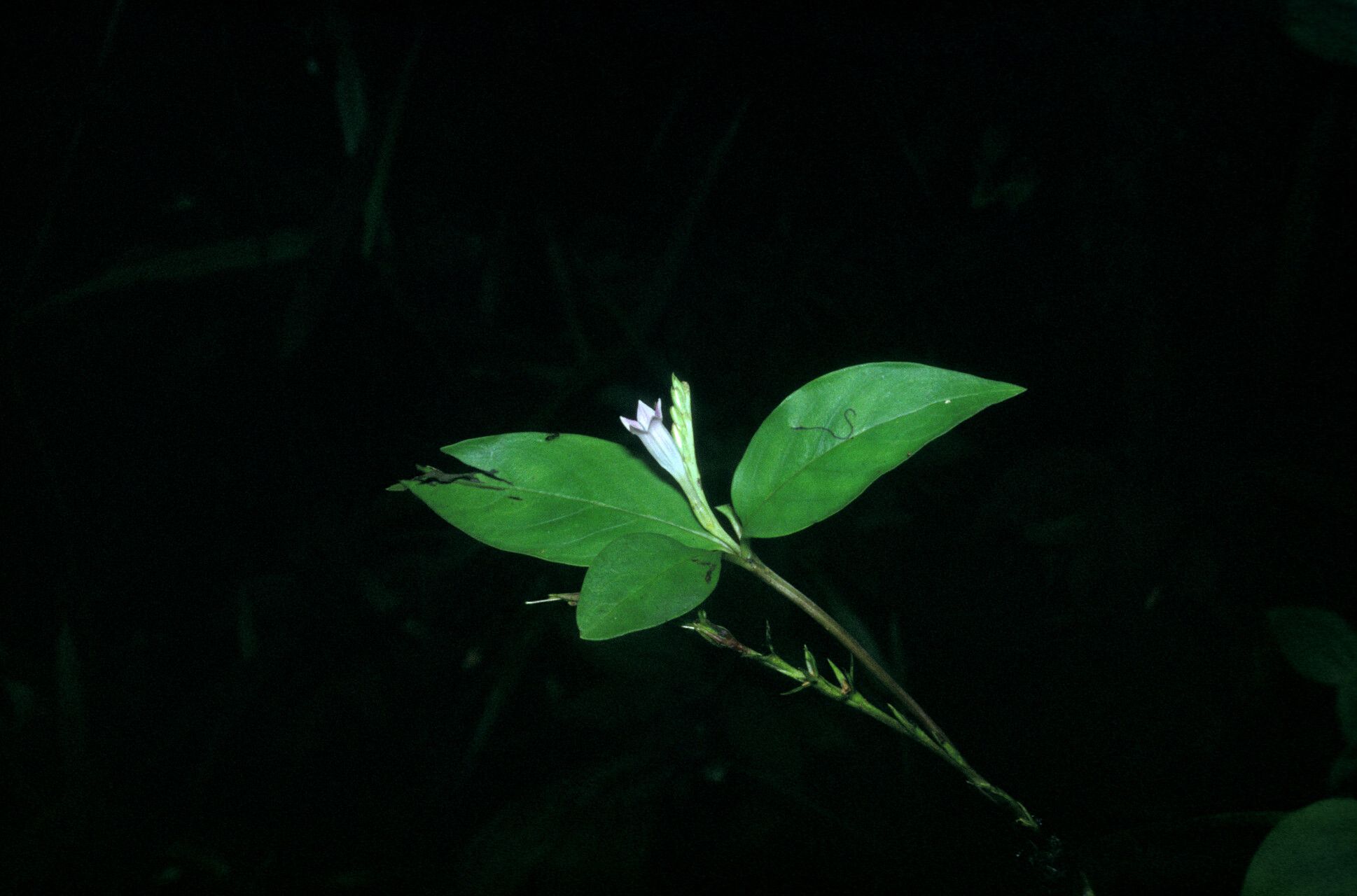 Spigelia hamellioides — related species from the same genus