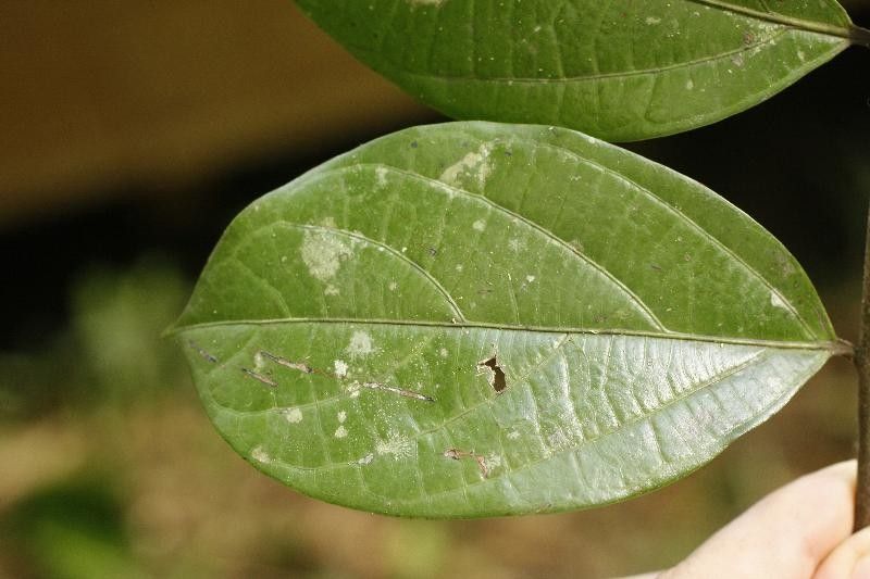 Ocotea cinerea leaf