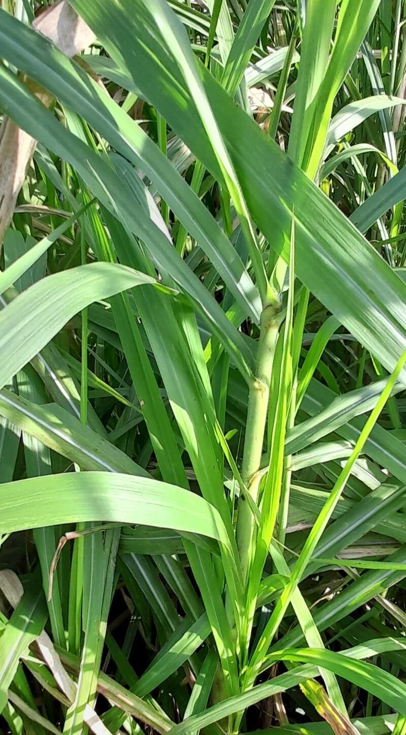 Setaria parviflora — search result for 'Setaria'