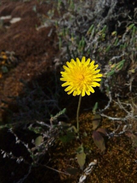 Sonchus bulbosus flower