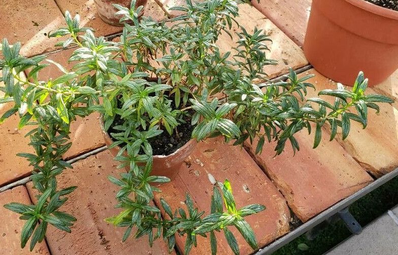 Mimulus aurantiacus habit