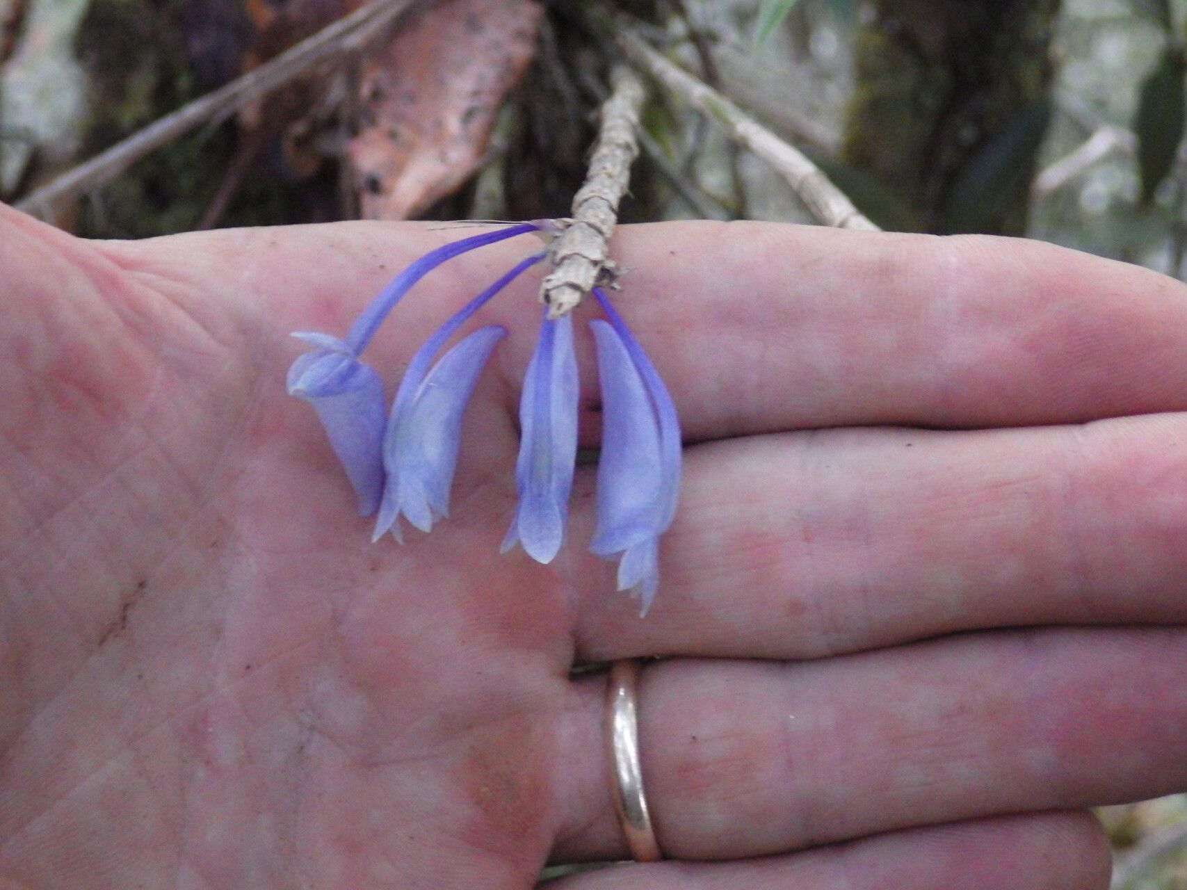 Dendrobium convexipes flower