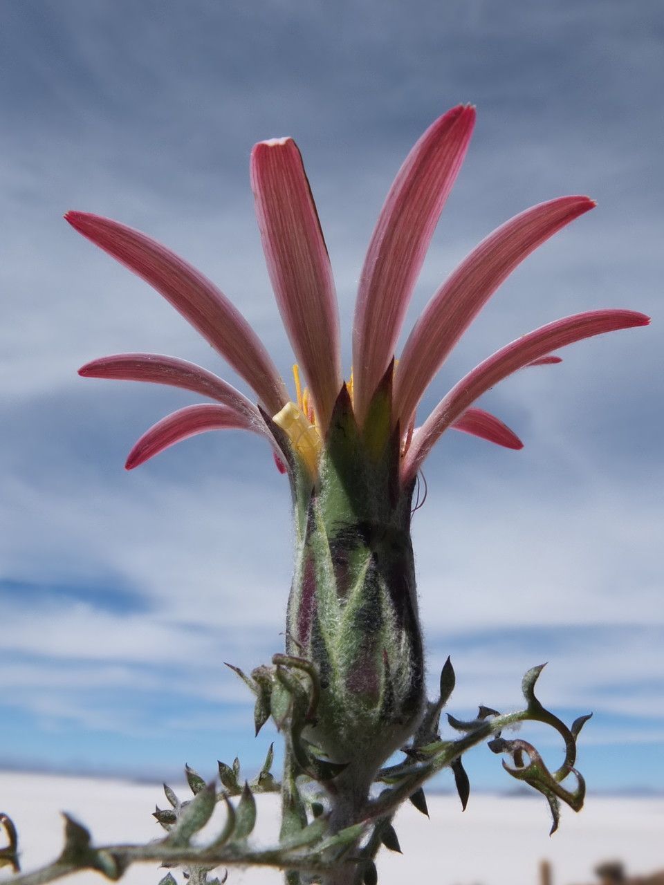 Mutisia hamata flower