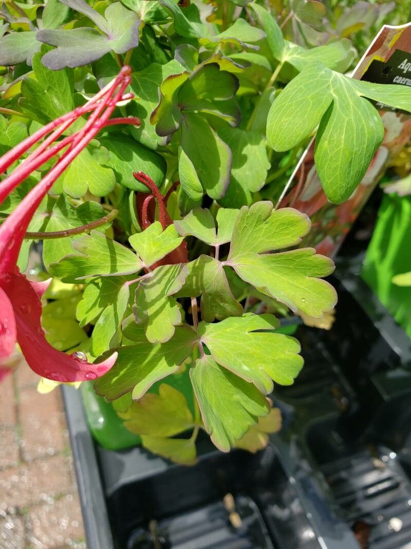 Aquilegia caerulea leaf