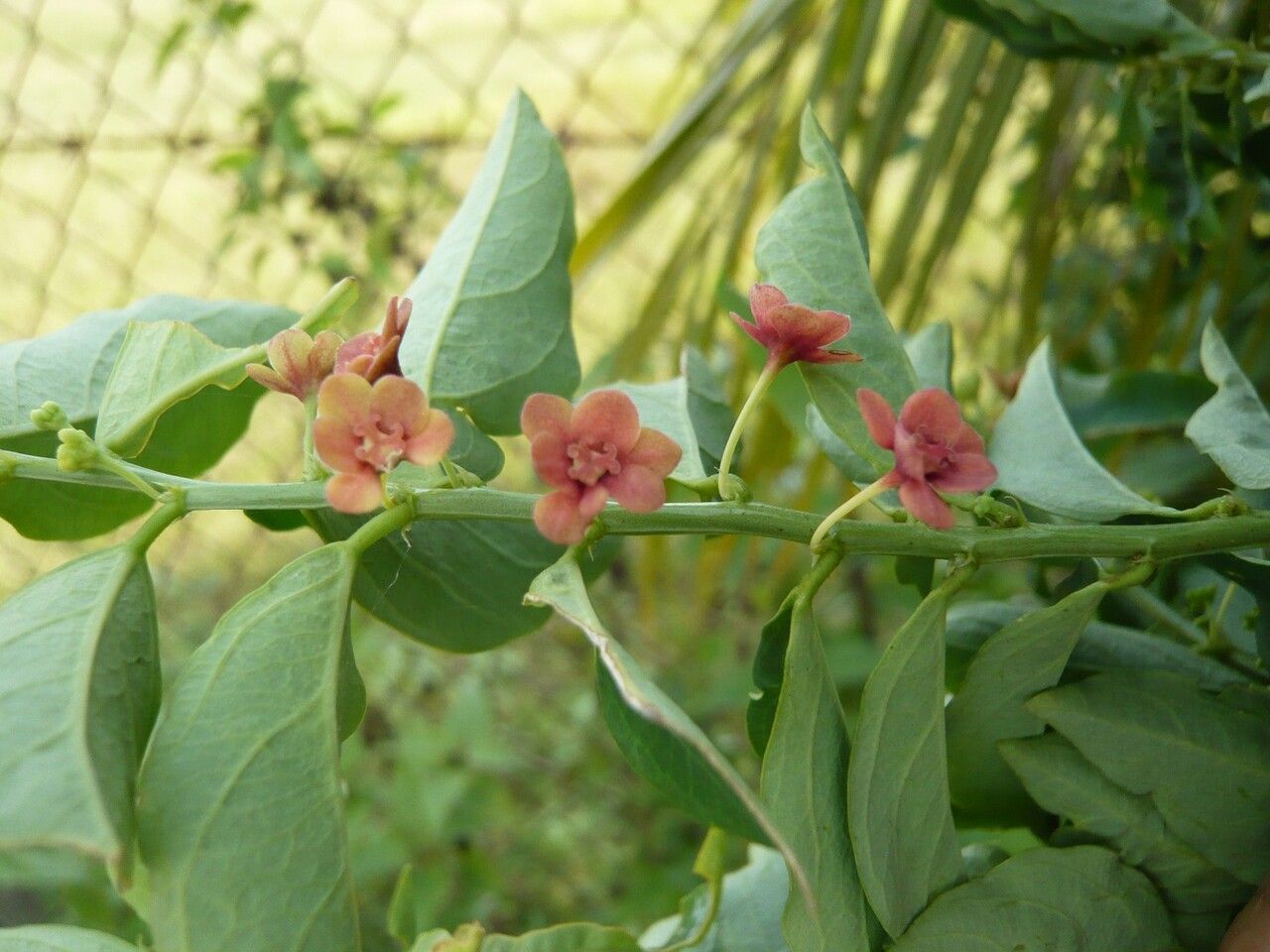 Sauropus androgynus flower